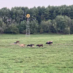 Cows eating green grass windmill